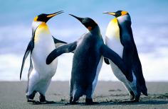 Pinguin